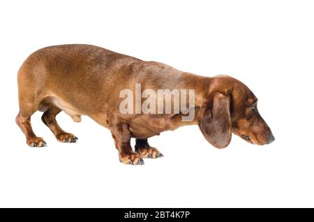 Kurzer roter Dachshund Hund, Jagdhund, isoliert auf weißem Hintergrund Stockfoto