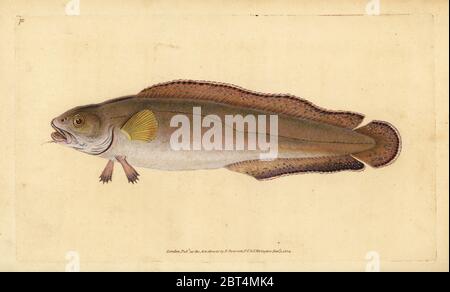 Brosme Brosme brosme, oder lumb (brosme oder Scotch torsk, Gadus brosme). Papierkörbe Kupferstich erstellt und von Edward Donovan aus seiner natürlichen Geschichte der britischen Fische, Donovan und F.C. und J. Rivington, London, 1802-1808 eingraviert. Stockfoto