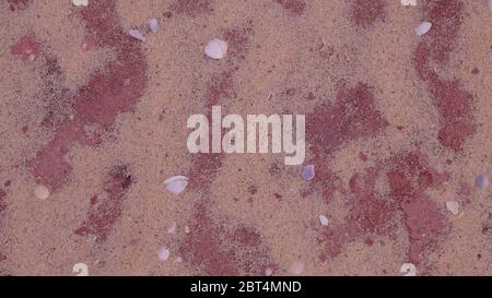 Schöne kleine und große Muscheln auf rot gelbem Sand. Textur als abstrakter Hintergrund. Sand und Muscheln Muster. Stockfoto