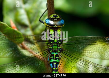 Männchen Einer Blaugrüne Mosaikjungfer - Aeshna Cyanea Hängend bin Strauch Stockfoto