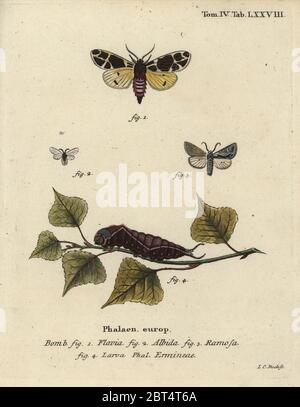 Gelbe Tigermotte, Arctia flavia 1, Ptilocephala albida 2, Calliergis ramosa 3, und weiße Hermellarve, Spilosoma lubricipeda 4. Bombyx flavia, albida, ramosa, Phalaena ermineae. Handkolorierter Kupferstich von Johann Carl Bock von Eugenius Johann Christoph Espers die Schmetterlinge in Abbildungen nach der Natur, Erlangen, 1786. Stockfoto