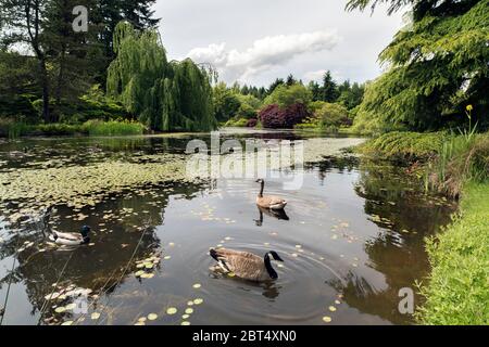 Weitwinkelansicht des Teiches mit Seerosen und zwei kanadischen Gänsen und einer Ente im Van Dusen Botanical Garden in Vancouver, British Columbia, Kanada.