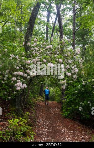 Wanderer auf dem Weg mit Mountain Laurel (Kalmia latifolia) in Blüte - Pisgah National Forest, Brevard, North Carolina, USA Stockfoto