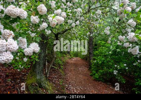 Bergläufer (Kalmia latifolia) in Blüte auf dem Weg in Pisgah National Forest, Brevard, North Carolina, USA Stockfoto