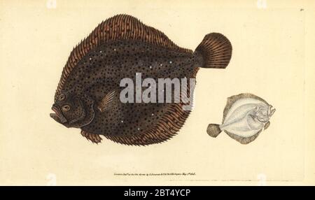 Brill oder Pearl, Scophthalmus rhombus (Pleuronectes Rhombus). Papierkörbe Kupferstich erstellt und von Edward Donovan aus seiner natürlichen Geschichte der britischen Fische, Donovan und F.C. und J. Rivington, London, 1802-1808 eingraviert. Stockfoto