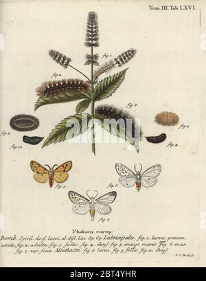 Weißer Ermin, Spilosoma lubricipeda. Phalaena Bombyx lubricipeda, Menthastri. Handkolorierter Kupferstich von Johann Carl Bock von Eugenius Johann Christoph Espers die Schmetterlinge in Abbildungen nach der Natur, Erlangen, 1786. Stockfoto