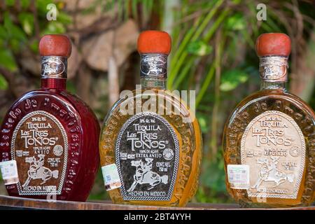 Tequila Flaschen auf Cozumel Island, Quintana Roo, Mexiko Stockfoto