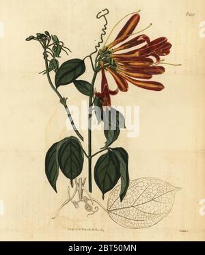 Flamevine oder Orange, trumpetvine Pyrostegia venusta (Bignonia venusta). Papierkörbe Kupferstich von weddell von Samuel Curtis Botanical Magazine, London, 1819. Stockfoto