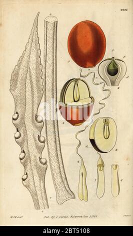 Queen Sagomark und Endivie, Cycas circinalis Cycas. Gefährdet. Papierkörbe Kupferstich von Swan nach einer Illustration von William Jackson Hooker von Samuel Curtis Botanical Magazine, London, 1828. Stockfoto