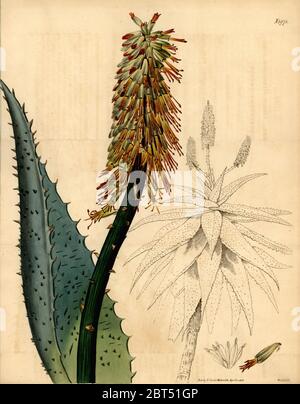 Kap Aloe, Aloe Ferox. Papierkörbe Kupferstich von weddell von Samuel Curtis Botanical Magazine, London, 1818. Stockfoto