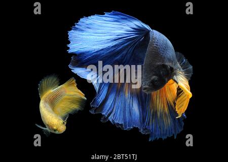 Zwei Betta Fische schwimmen im Aquarium Stockfoto