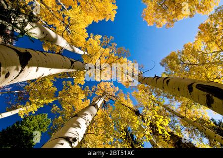 Quaking Aspen (Populus tremuloides) Hain im Herbst im Südosten Idaho Stockfoto