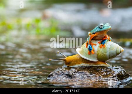 Frosch auf einer Schnecke auf einem Felsen, Indonesien Stockfoto