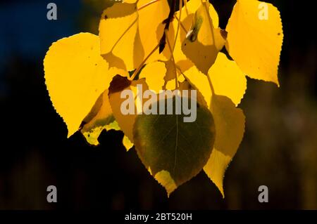 Quaking Aspen (Populus tremuloides) in Herbstfarbe im Grand Teton National Park, Wyoming Stockfoto