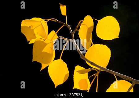 Quaking Aspen (Populus tremuloides) in Herbstfarbe im Grand Teton National Park, Wyoming Stockfoto