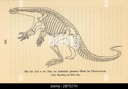 Rekonstruktion eines ausgestorbenen Raubtiersauriers, Plateosaurus, spättrias Periode, basierend auf einem fossilen Skelett, das in Halberstadt gefunden wurde. Illustration aus Wilhelm Bolsches das Leben der Urwelt, Prähistorisches Leben, Georg Dollheimer, Leipzig, 1932. Stockfoto