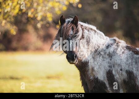 Pferd, das auf einem Feld steht, Swallowfield, Berkshire, England, Großbritannien Stockfoto