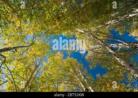 Quaking Aspen (Populus tremuloides) in Herbstfarbe im Grand Teton National Park, Wyoming Stockfoto