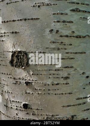 Strukturierte Birkenrinde mit Teufeln und Löchern, Hintergrund Nahaufnahme. Stockfoto