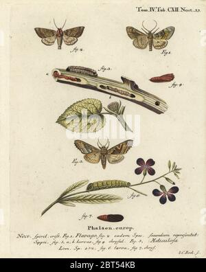 Mattierte Orangenmotte, Gortyna flavago 1,2 und Winkeltöne, Phlogophora meticulosa 3-7 . Handkolorierter Kupferstich von Johann Carl Bock nach Eugenius Johann Christoph Epers die Schmetterlinge in Abbildungen nach der Natur, Erlangen, 1786. Stockfoto