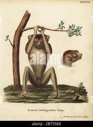 Langsamen lemur oder Rot slender Loris, Loris tardigradus. Gefährdet. Lemur tardigradus Linn. Papierkörbe Kupferplatte gezeichnet und nach der Natur von Hermann Jakob Dieckmann von Johann Christian Daniel Schreber's Animal Abbildungen nach der Natur, oder schreber's fantastische Tiere, Erlangen, Deutschland, 1775 eingraviert. Stockfoto