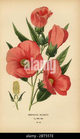 Hibiscus roseus. Chromolithographie aus einer Illustration von Desire Bois aus Edward Steps Favorite Flowers of Garden and Greenhouse, Frederick Warne, London, 1896. Stockfoto