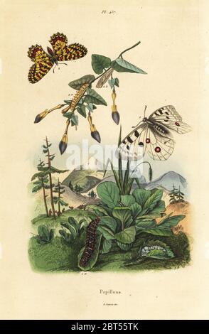 Berg Apollofalter, clossiana Apollo 1, und Southern festoon, lycaena Polyxena 2, Larve und Puppe. Clossiana Apollon, Thais medesicaste. Papillons, Schmetterlinge. Papierkörbe Stahlstich von Felix-Edouard Guerin-Meneville's Wörterbuch Pittoresque d'Histoire Naturelle (malerische Wörterbuch der Naturgeschichte), Paris, 1834-39. Stockfoto