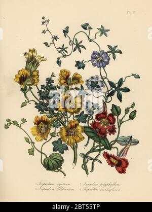 Kapuzinerkresse: Blau, Tropaeolum azureum, vielblättrig, Tropaeolum polyphyllum, Mr. Lobb's, Tropaeolum lobbianum und gekerbt-blühend, Tropaeolum crenatiflorum. Handbearbeitete Chromolithographie von Noel Humphreys nach einer Illustration von Jane Loudon aus Mrs. Jane Loudons Ladies Flower Garden oder Ornamental Greenhouse Plants, William S. Orr, London, 1849. Stockfoto