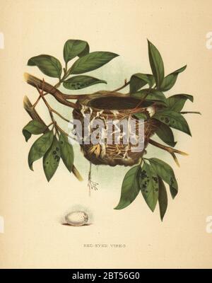 Rotaugen-Vireo Vireo olivaceus. Chromolithographie nach einer Illustration von Edwin Sheppard von Thomas George Gentrys Nester und Eier der Vögel der Vereinigten Staaten, J.A. Wagenseller, Philadelphia, 1881. Stockfoto