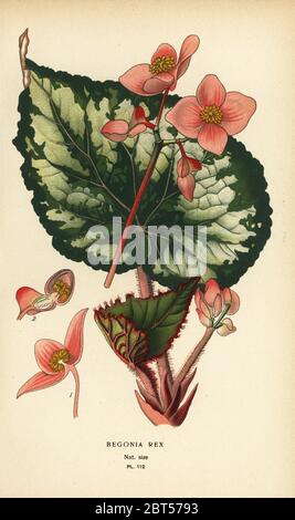 Begonia rex. Chromolithographie aus einer Illustration von Desire Bois aus Edward Steps Favorite Flowers of Garden and Greenhouse, Frederick Warne, London, 1896. Stockfoto