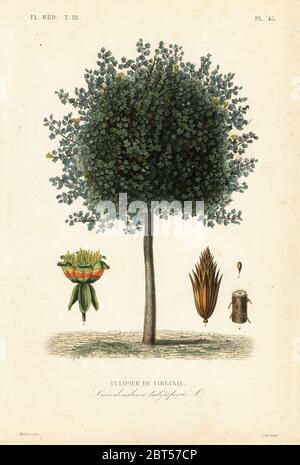 Amerikanische Tulpenbäume oder Tulpenbäume, Liriodendron tulipifera, Tulipier de Virginie. Handkolorierter Stahlstich von Alphonse-Leon Noel nach einer botanischen Illustration von Edouard Maubert von Pierre Oscar Reveil, A. Dupuis, Fr. Gerard und Francois Herincqs La Regne Vegetal: Flore Medicale, L. Guerin, Paris, 1864-1871. Stockfoto