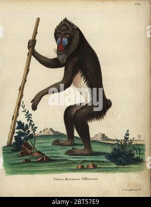 Mandrill, mandrillus Sphinx. Verwundbar. Simia mormon Alstroem. Papierkörbe Kupferstich von Johann Sebastian Leitner von Johann Christian Daniel Schreber's Animal Abbildungen nach der Natur, oder schreber's fantastische Tiere, Erlangen, Deutschland, 1775. Stockfoto