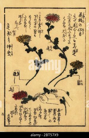 Leitfaden für die Vorbereitung von Blumen für Japanische Blumen arrangieren, Ikebana. Papierkörbe Holzschnitt Kupferstich hanga aus einem Buch des Shinshintei Schule des Ikebana, 1835. Stockfoto