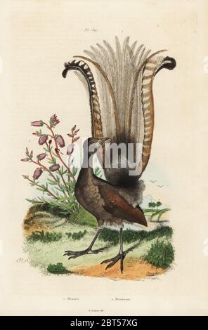 Hervorragende Leierschwanz-vogels, Menura novaehollandiae und falsche Azalee, Menziesia spectabilis, (Rhododendron menziesii). Papierkörbe Stahlstich von Pedretti nach einer Illustration von Adolph Fritten aus dem Felix-Edouard Guerin-Meneville's Wörterbuch Pittoresque d'Histoire Naturelle (malerische Wörterbuch der Naturgeschichte), Paris, 1834-39. Stockfoto