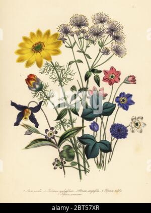 Feder adonis Adonis vernalis, gefiederten Columbine, Thalictrum aquilegifolium, ganze-leaved Clematis, Clematis integrifolia, gemeinsame Leberblümchen, Hepatica triloba, und amerikanische Hepatica, Leberblümchen Americana. Handfinished chromolithograph von Henry Noel Humphreys, nachdem eine Illustration von Jane Loudon von Frau Jane Loudon Damen Flower Garden von Zierpflanzen Stauden, William S. Orr, London, 1849. Stockfoto