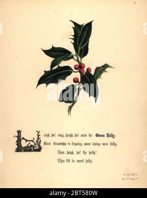 Grüne Holly (Wie es Euch gefällt). Handcoioured botanischen Abbildung gezeichnet und von Jane Elizabeth Giraud aus den Blüten von Shakespeare, Tag und Haghe, London, 1845 Lithographiert. Stockfoto