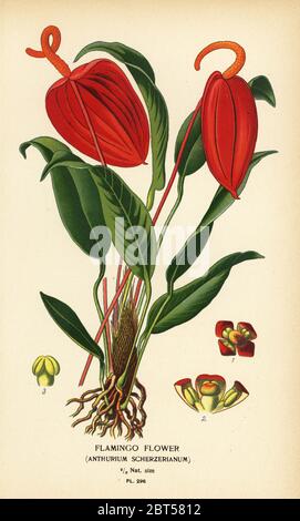 Flamingo-Blume, Anthurium scherzerianum. Chromolithographie aus einer Illustration von Desire Bois aus Edward Steps Favorite Flowers of Garden and Greenhouse, Frederick Warne, London, 1896. Stockfoto