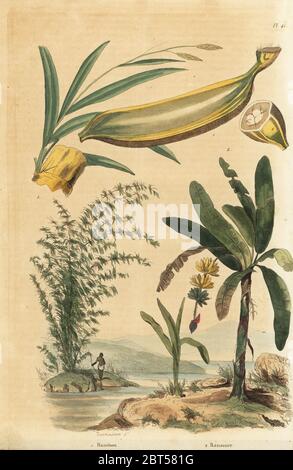 Riesen dornige Bambus Pflanze, Bambusa bambos (Bambos arundinacea) und Bananenstaude mit Früchten und Querschnitt, Musa paradisiaca. Bambou, bananier. Papierkörbe Stahlstich von Dunaim aus Felix-Edouard Guerin-Meneville's Wörterbuch Pittoresque d'Histoire Naturelle (malerische Wörterbuch der Naturgeschichte), Paris, 1834-39. Stockfoto