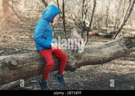 Cute kaukasischen Jungen Fütterung graues Eichhörnchen im Park. Entzückendes kleines Kind, das Futternüsse an wilde Tiere im Wald gibt. Kind lernen, die wilde Natur zu studieren Stockfoto