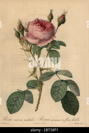 Rosa moss Rose, Rosa centifolia muscosa f. (Rosa muscosa Multiplex, Rosier mousseux Ein fleurs Doubles). Dichtfläche Kupferstich von Pierre Gabriel Langlois handkoloriert a la poupee nach einem botanischen Illustration von Pierre-Joseph Redoute aus der ersten Folio-ausgabe von Les Roses, Firmin Didot, Paris, 1817. Stockfoto