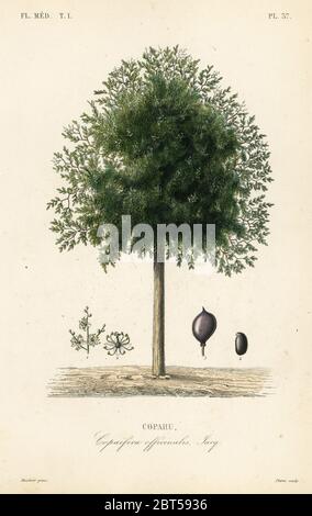 Copaiba Baum, Copaifera officinalis, Copahu. Handkolorierter Stahlstich von Pierre nach einer botanischen Illustration von Edouard Maubert von Pierre Oscar Reveil, A. Dupuis, Fr. Gerard und Francois Herincqs La Regne Vegetal: Flore Medicale, L. Guerin, Paris, 1864-1871. Stockfoto