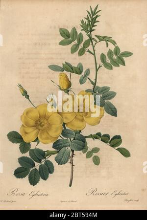 Gelbe Rose, Rosa eglanteria, Rosier Eglantier. Dichtfläche Kupferstich von Pierre Gabriel Langlois handkoloriert a la poupee nach einem botanischen Illustration von Pierre-Joseph Redoute aus der ersten Folio-ausgabe von Les Roses, Firmin Didot, Paris, 1817. Stockfoto