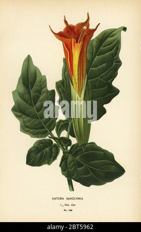 Rote Engelstrompete, Brugmansia sanguinea. Ausgestorben. (Datura sanguinea). Chromolithographie aus einer Illustration von Desire Bois aus Edward Steps Favorite Flowers of Garden and Greenhouse, Frederick Warne, London, 1896. Stockfoto