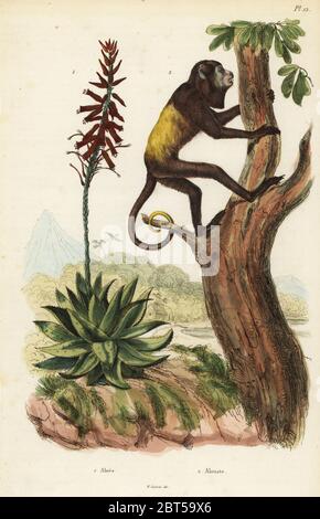 Venezolanischen roten Brüllaffen, Alouatta seniculus 2, und Aloe vera, 1. Aloe alouate. Papierkörbe Stahlstich von aus Felix-Edouard Guerin-Meneville's Wörterbuch Pittoresque d'Histoire Naturelle (malerische Wörterbuch der Naturgeschichte), Paris, 1834-39. Stockfoto