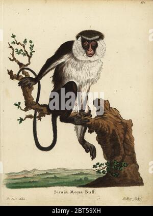 Mona Affe oder Mona guenon, Cercopithecus Mona. Simia mona Buff. Papierkörbe Kupferstich von Joseph Kellner nach einer Illustration von Jacques de Seve von Johann Christian Daniel Schreber's Animal Abbildungen nach der Natur, oder schreber's fantastische Tiere, Erlangen, Deutschland, 1775. Stockfoto