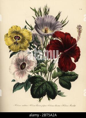 Militärische Hibiskus, Hibiscus Militaria, Herr Cameron's Hibiskus, Hibiscus cameroni fulgens, lila Hibiskus, Hibiscus lilacinus und palmate Hibiskus, Hibiscus manihot. Handfinished chromolithograph von Noel Humphreys, nachdem eine Illustration von Jane Loudon von Frau Jane Loudon Damen Blumengarten oder Zierpflanzen Gewächshaus Pflanzen, William S. Orr, London, 1849. Stockfoto