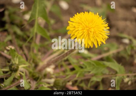 Löwenzahn in Blüte mit sehr schöner gelber Blüte Stockfoto
