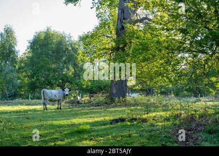 Bos stier. Britisches Weißrind unter den Bäumen im Blenheim Park an einem frühen Frühlingsmorgen. Woodstock, Oxfordshire, England Stockfoto