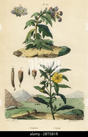 Schwarzes Bilsenkraut, Hyoscyamus niger 1, und peruanischen Primrose - Weide, Ludwigia rubro 2. Jusquiame, Jussiee. Papierkörbe Stahlstich von August Dumenil nach einer Illustration von A. Carie Baron von Felix-Edouard Guerin-Meneville's Wörterbuch Pittoresque d'Histoire Naturelle (malerische Wörterbuch der Naturgeschichte), Paris, 1834-39. Stockfoto