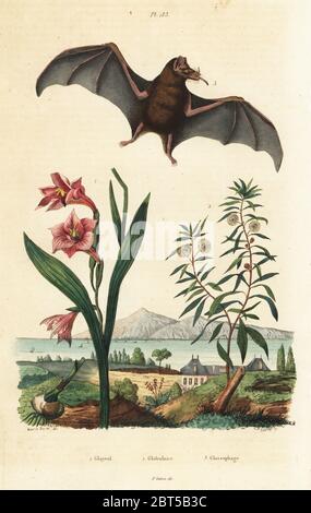 Gladiolus, Gladiolus communis 1, Globularia Salicina 2, und Pallas-tongued bat Glossophaga soricina, 3. Glayeul, Globulaire, Glossophage. Papierkörbe Stahlstich von Pfitzer nach einer Illustration von A. Carie Baron von Felix-Edouard Guerin-Meneville's Wörterbuch Pittoresque d'Histoire Naturelle (malerische Wörterbuch der Naturgeschichte), Paris, 1834-39. Stockfoto